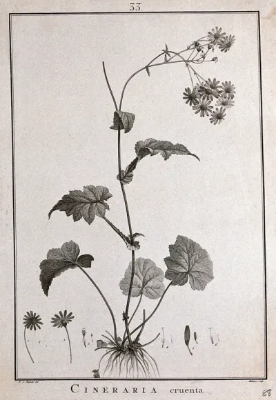 Cineraria cruenta: flowering stem and floral segments