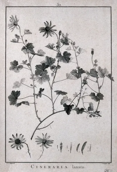 Cineraria lanata: flowering stem and floral segments