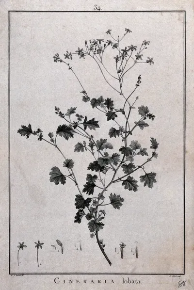 Cineraria lobata: flowering stem and floral segments