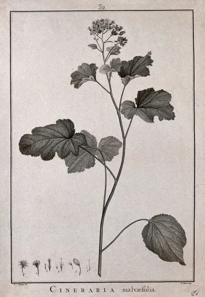 Cineraria malvæfolia: flowering stem and floral segments