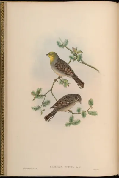 Cinereous Bunting