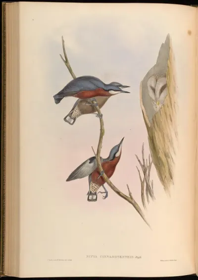 Cinnamon-bellied Nuthatch