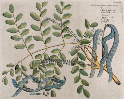 Circassian Tree or Red Sandalwood Tree (Adenanthera pavonina L.): branch with flowers and pods, separate opened pod, seeds and flowers