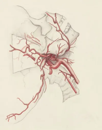 Circulatory system of the neck and head