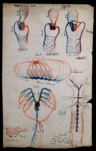 Circulatory systems: seven diagrams, indicating the heart and circulatory systems of mammals, birds, reptiles, lobsters, fish and arachnids