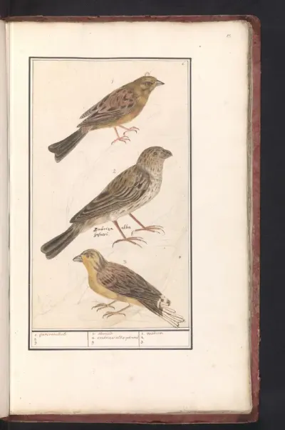Cirlgors (Emberiza cirlus), grauwe gors (Emberiza calandra) en een geelgors (Emberiza citrinella)