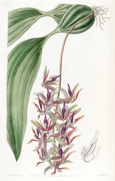 Cirrhaea dependens