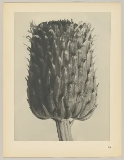 Cirsium canum