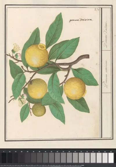 Citroen (Citrus limon)