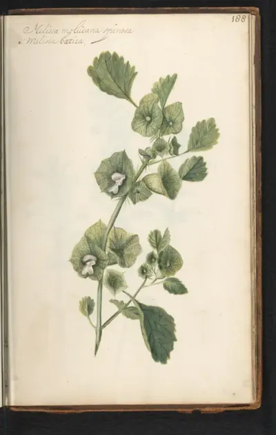 Citroenmelisse (Melissa officinalis)