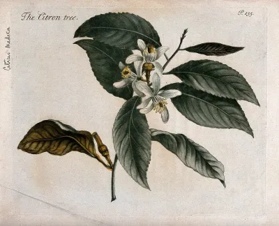 Citron (Citrus medica): flowering branch