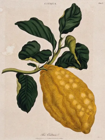 Citron (Citrus medica): fruiting branch