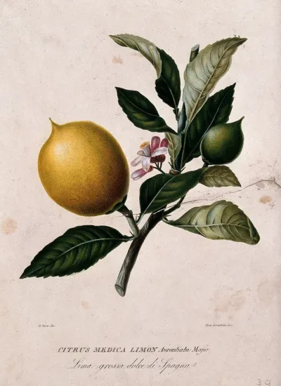 Citron (Citrus medica L.): flowering and fruiting stem