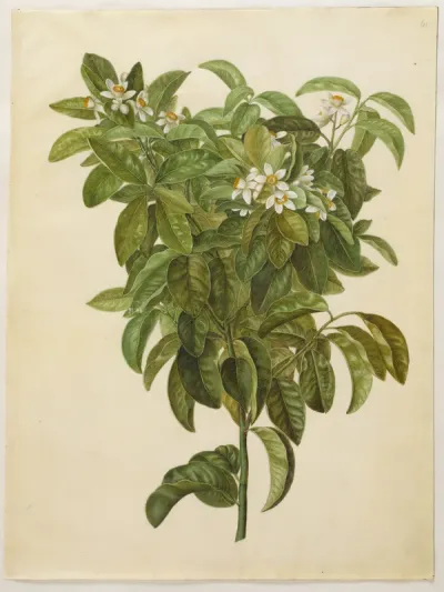 Citrus limon (almindelig citron)