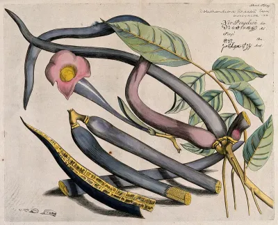 Cittwodi, Hawar or Manchingi (Dolichandrone falcata Seem.): branch with flower and pods, and separate sectioned pods and seeds