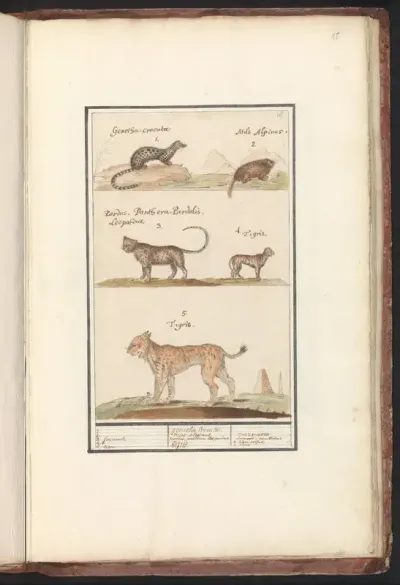 Civetkat (Viverra), alpenmarmot (Marmota marmota), luipaard (Panthera pardus) en lynx (Lynx lynx)