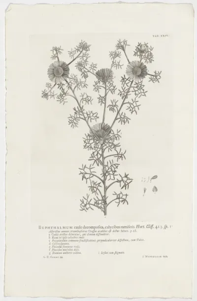 Cladanthus arabicus
