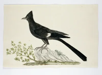 Clamator jacobinus (Jacobin cuckoo)