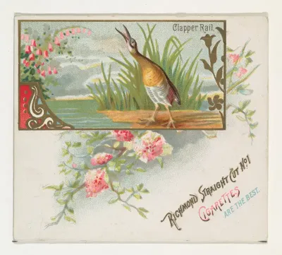 Clapper Rail, from the Game Birds series (N40) for Allen & Ginter Cigarettes