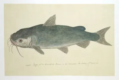 Clarias stappersii (Baber)
