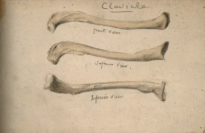 Clavicle bone: three figures