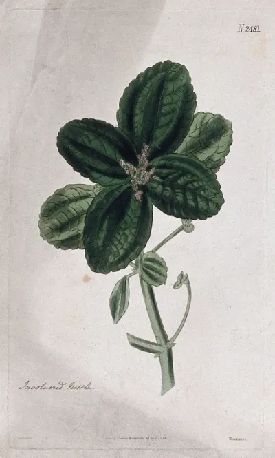 Clearweed (Pilea pubescens): flowering stem
