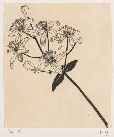 Clematis