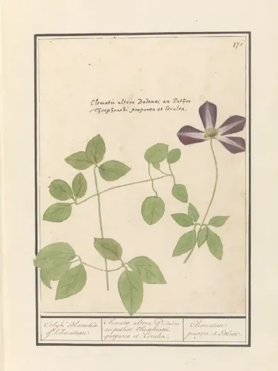 Clematis (Clematis)