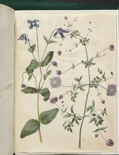 Clematis integrifolia (blå staudeklematis); Clematis viticella (italiensk skovranke)