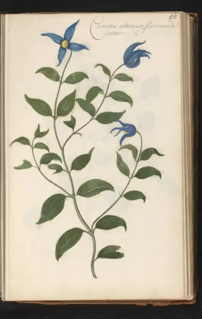 Clematis integrifolia