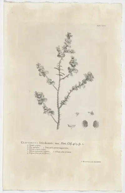 Cliffortia ilicifolia