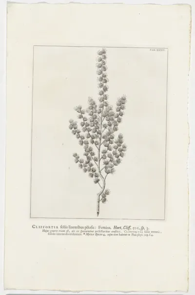 Cliffortia polygonifolia