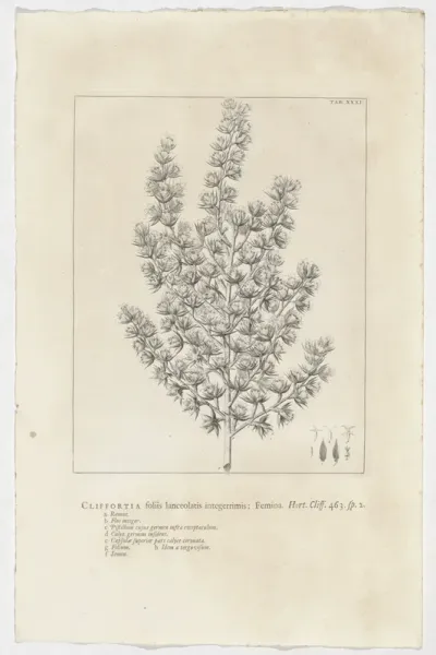 Cliffortia ruscifolia