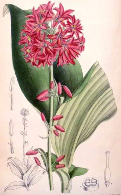Clintonia andrewsiana