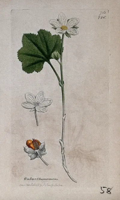 Cloudberry (Rubus chamaemorus): flowering stem, fruit and floral segments