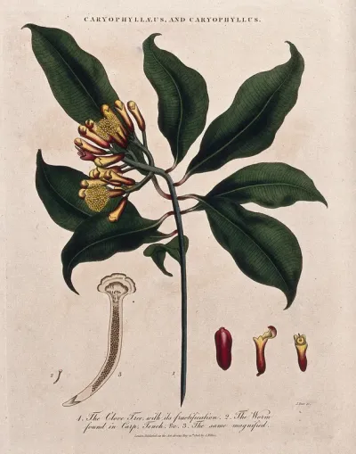 Clove tree (Syzygium aromaticum): flowering and fruiting stem with cloves and parasitic worm