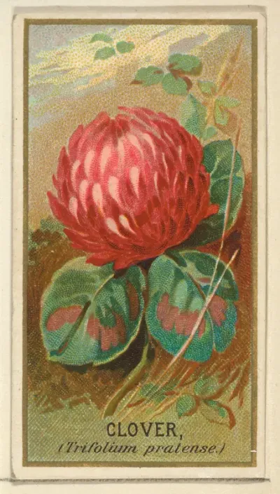 Clover (Trifolium pratense), from the Flowers series for Old Judge Cigarettes