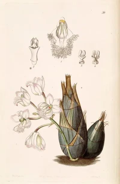 Clowesia rosea