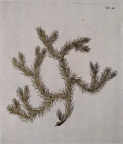 Clubmoss (Lycopodium dichotomum): fertile stem