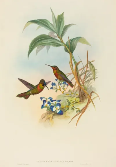 Clytolaema aurescens (Banded Ruby or Gould's Ruby)