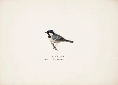 Coal Tit