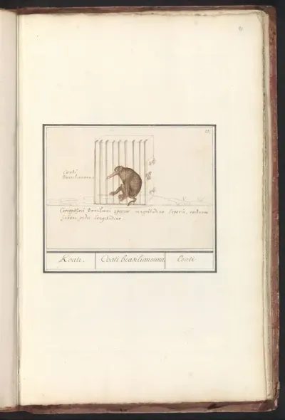 Coati (Nasua)