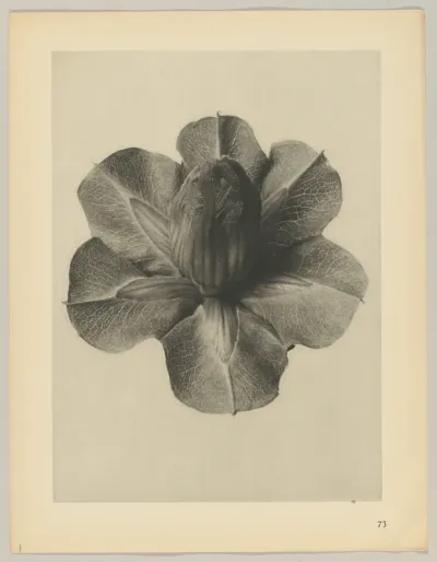 Cobaea scandens