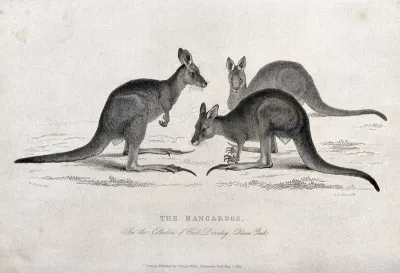 Cobham Park, England: three kangaroos