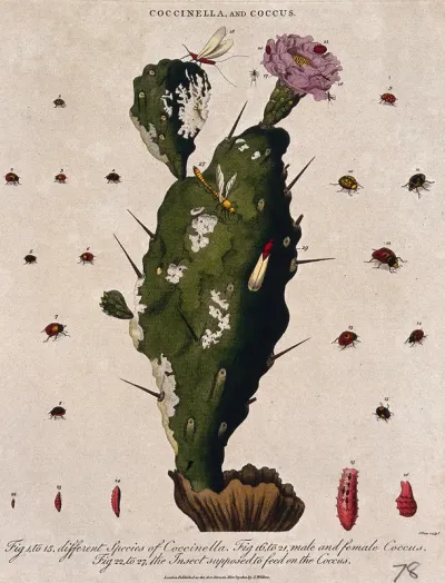 Cochineal cactus (Nopalea cochenillifera) with insects that feed on it, including the cochineal insect (Dactylopius coccus)