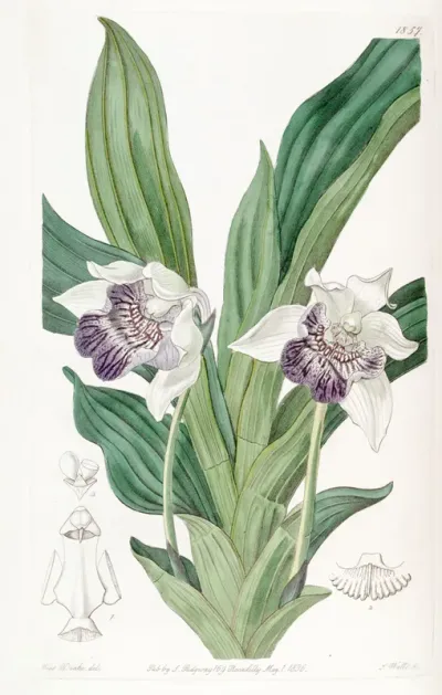 Cochleanthes flabelliformis