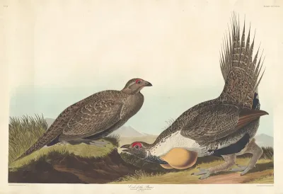 Cock of the Plains