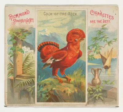Cock-of-the-Rock, from Birds of the Tropics series (N38) for Allen & Ginter Cigarettes