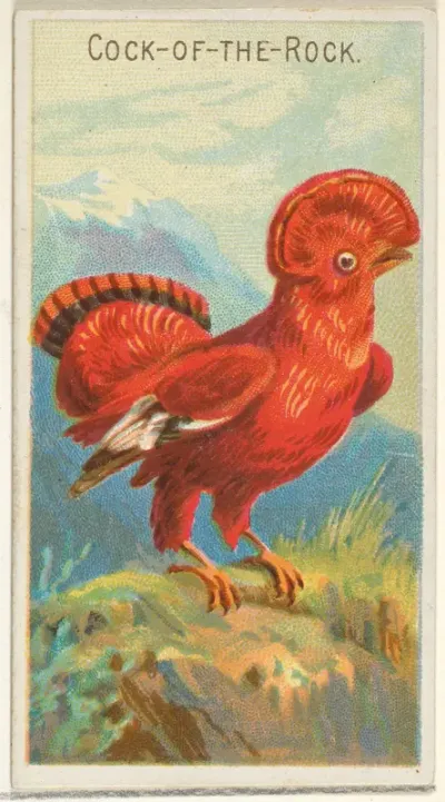 Cock-of-the-Rock, from the Birds of the Tropics series (N5) for Allen & Ginter Cigarettes Brands