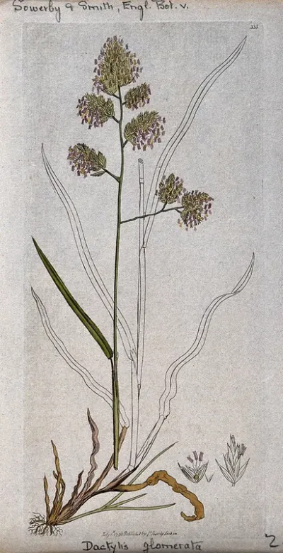 Cock's-foot grass (Dactylis glomerata): flowering stem, leaves, roots and floral segments